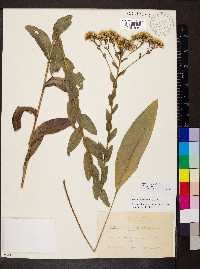 Solidago rigida image