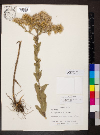 Solidago rigida image