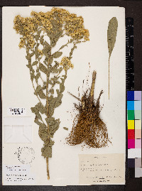 Solidago rigida image