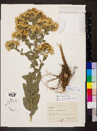 Solidago rigida image