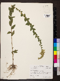 Solidago rugosa var. celtidifolia image