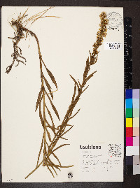 Solidago sempervirens image