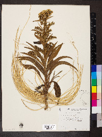 Solidago sempervirens image