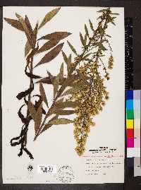 Solidago speciosa image