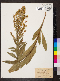 Solidago speciosa image