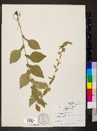 Solidago auriculata image