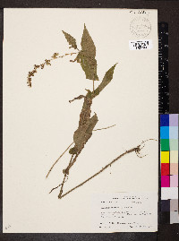 Solidago auriculata image