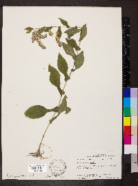 Solidago auriculata image