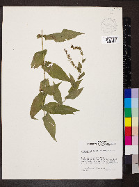 Solidago auriculata image