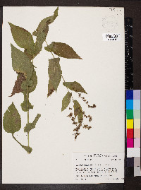 Solidago auriculata image