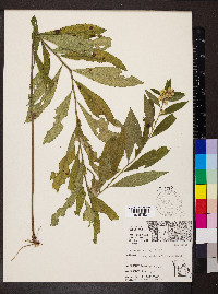 Solidago buckleyi image