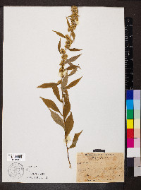 Solidago curtisii image