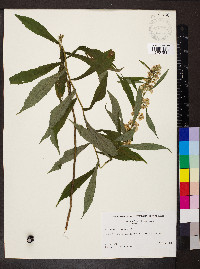 Solidago curtisii image