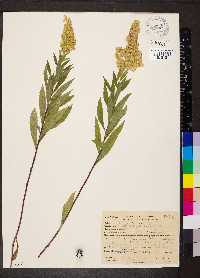 Solidago elongata image