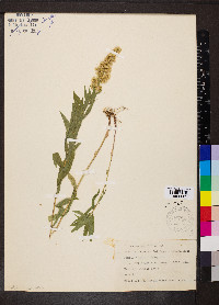 Solidago elongata image