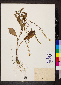 Solidago erecta image