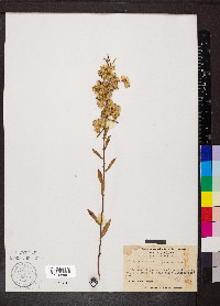 Solidago erecta image