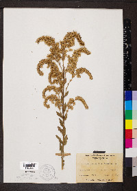 Solidago fistulosa image