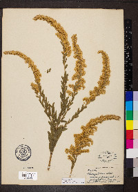 Solidago fistulosa image