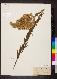 Solidago fistulosa image