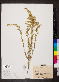 Solidago leavenworthii image