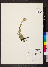 Solidago multiradiata image