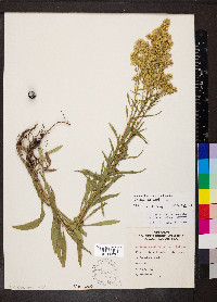 Solidago multiradiata image