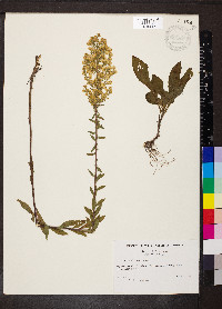 Solidago puberula image