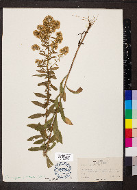 Solidago puberula image