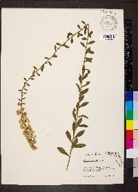 Solidago puberula image