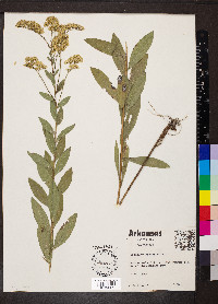 Solidago radula image