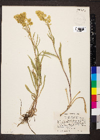 Solidago simplex var. simplex image