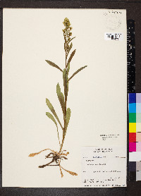 Solidago spathulata image