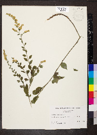 Solidago sphacelata image