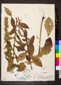 Solidago squarrosa image