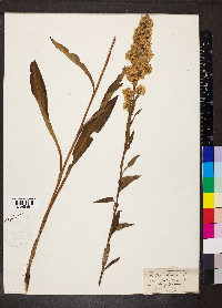 Solidago stricta image