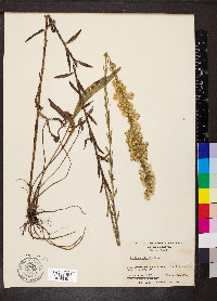 Solidago stricta image