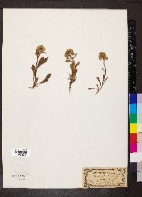 Solidago virgaurea image