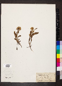 Solidago virgaurea image