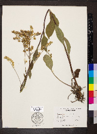 Solidago verna image