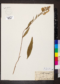 Solidago stricta image