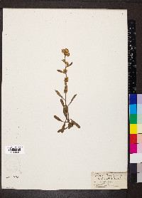 Solidago virgaurea image