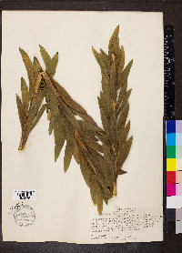 Solidago chilensis image