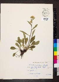 Solidago virgaurea image