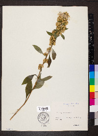 Solidago virgaurea image