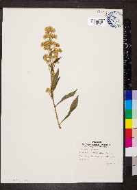 Solidago virgaurea image