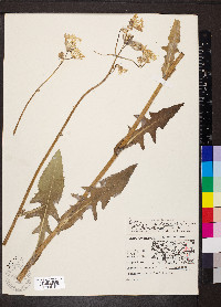 Sonchus arvensis image