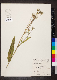 Sonchus arvensis image