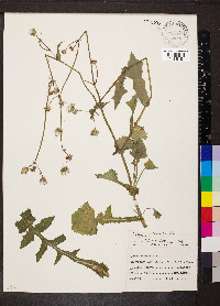 Sonchus oleraceus image