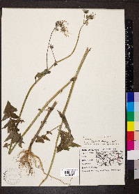 Sonchus oleraceus image